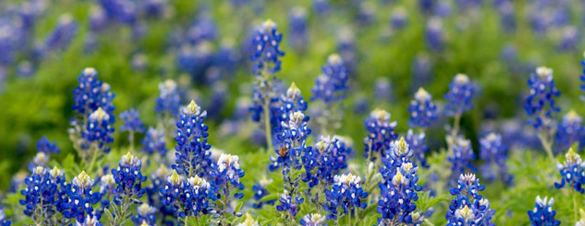 field of bluebonnet flowers